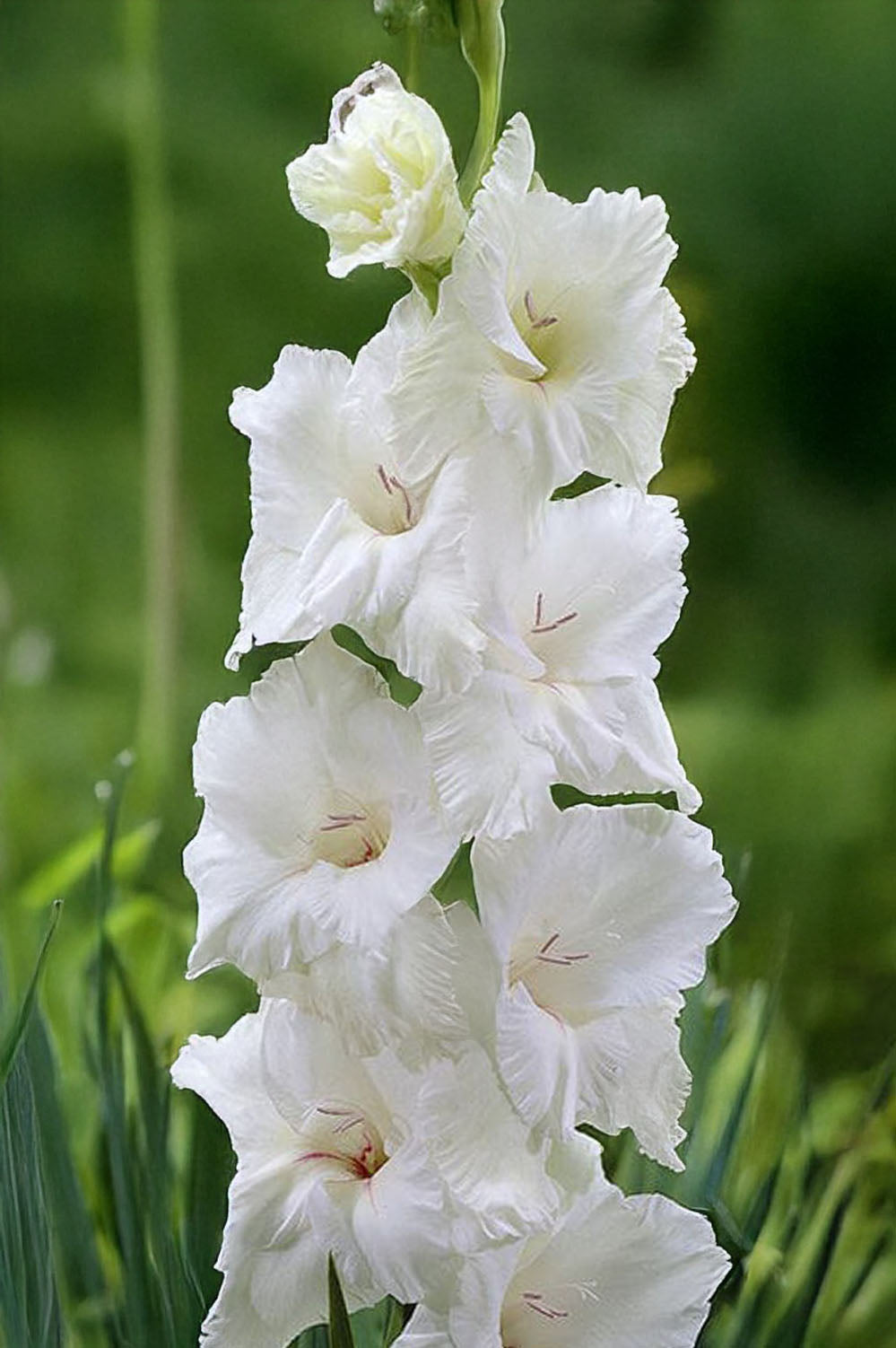 Gladiolus White Prosperity
