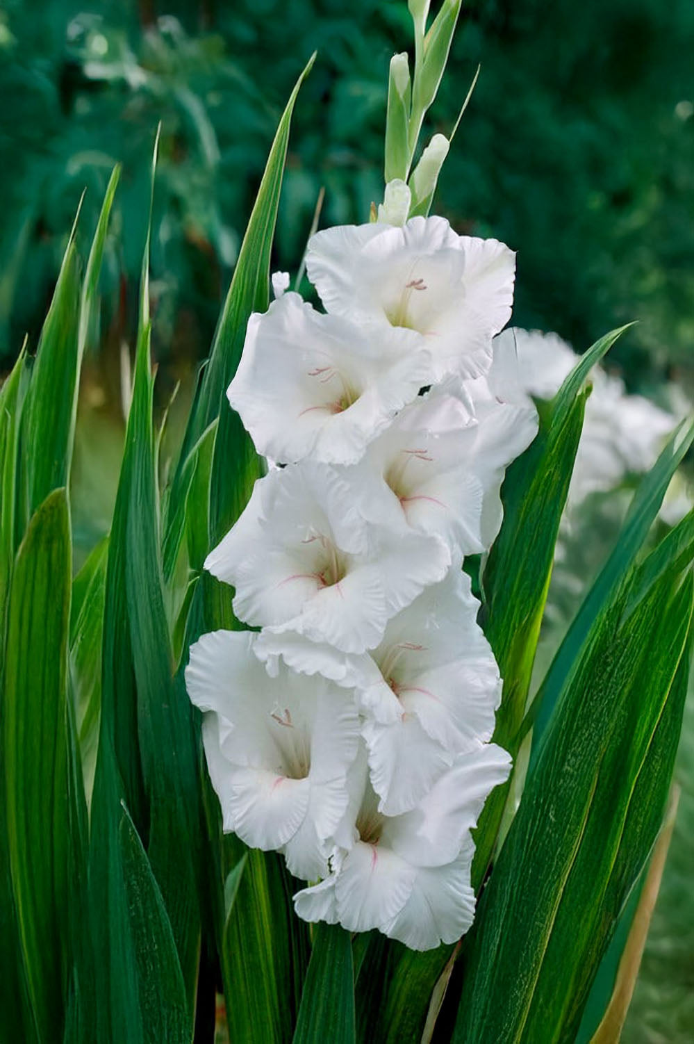 Gladiolus White Prosperity