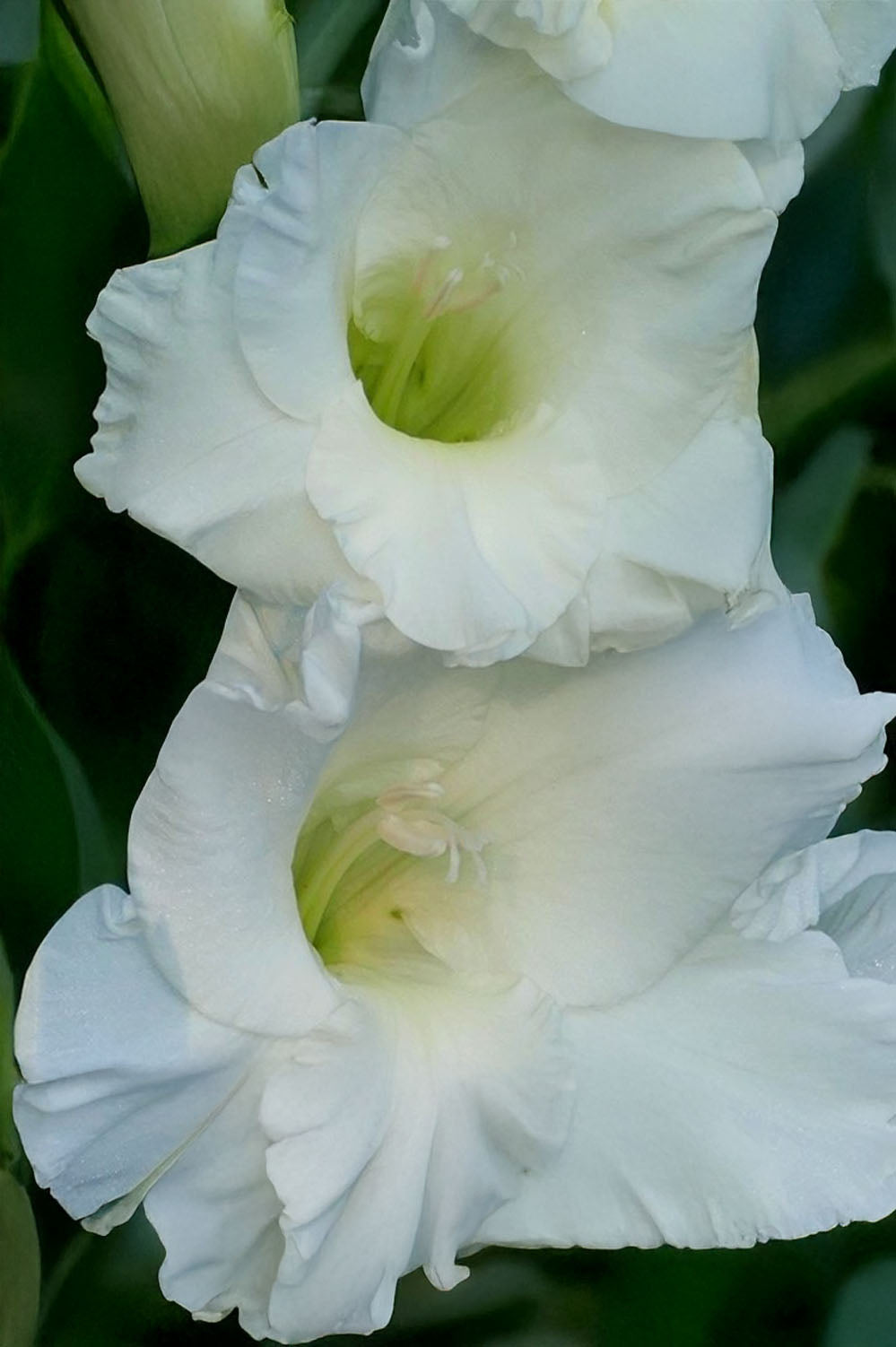 Gladiolus White Prosperity