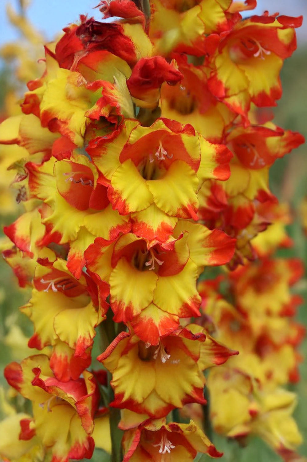 Gladiolus Princess Margaret Rose