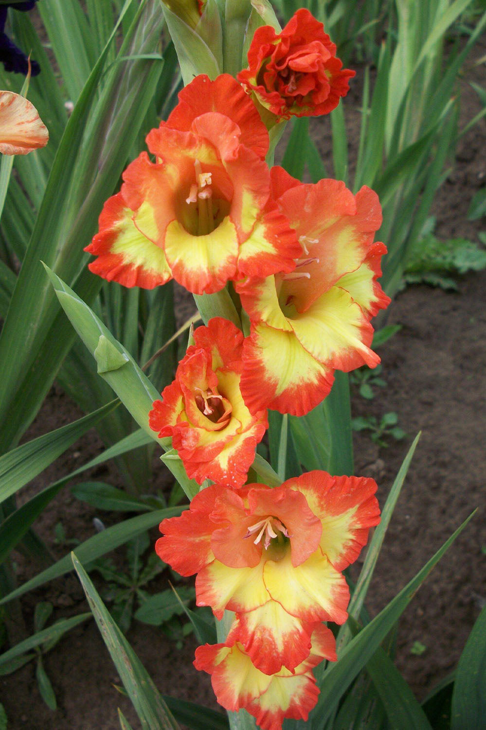 Gladiolus Princess Margareth (10 Bulbs)