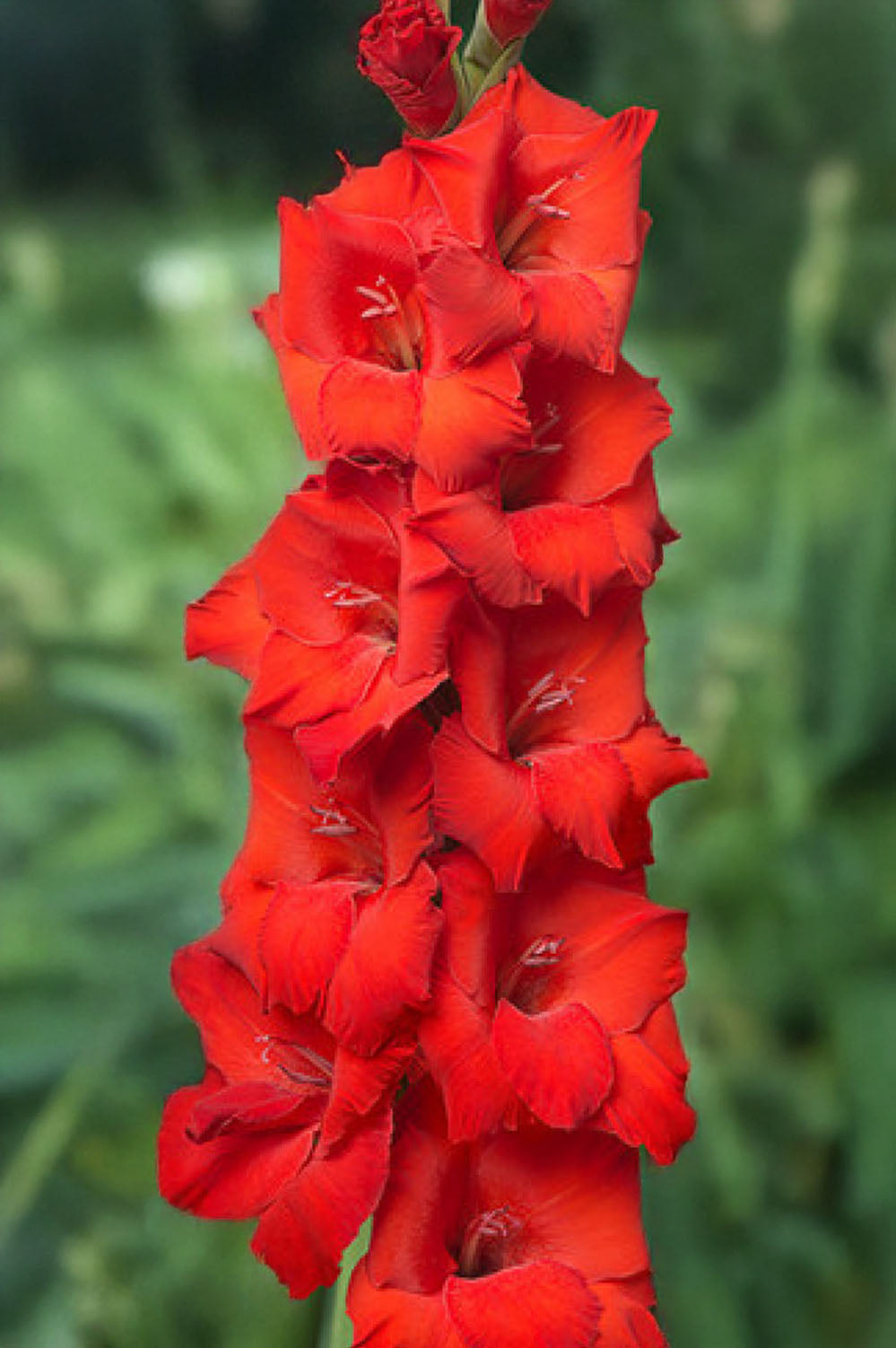 Gladiolus Oscar