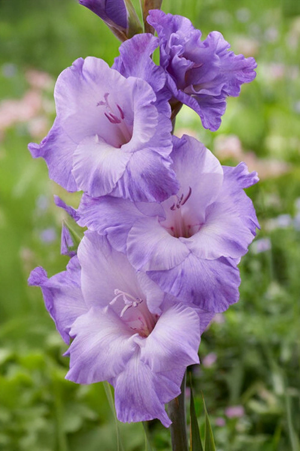 Gladiolus Desoto