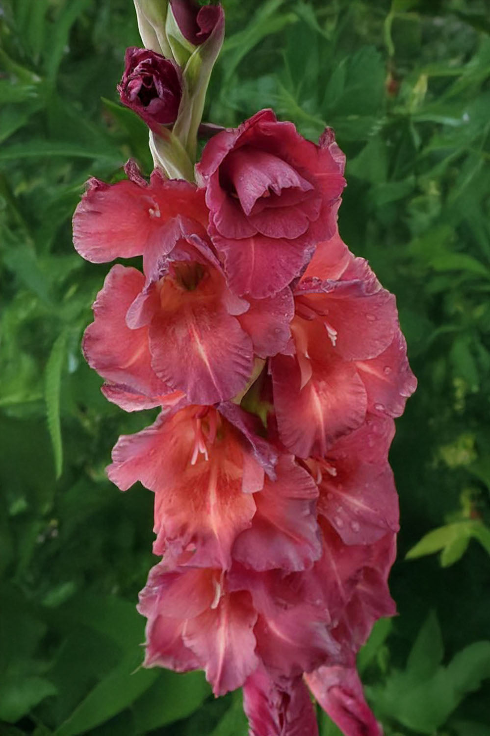 Gladiolus Chocolate