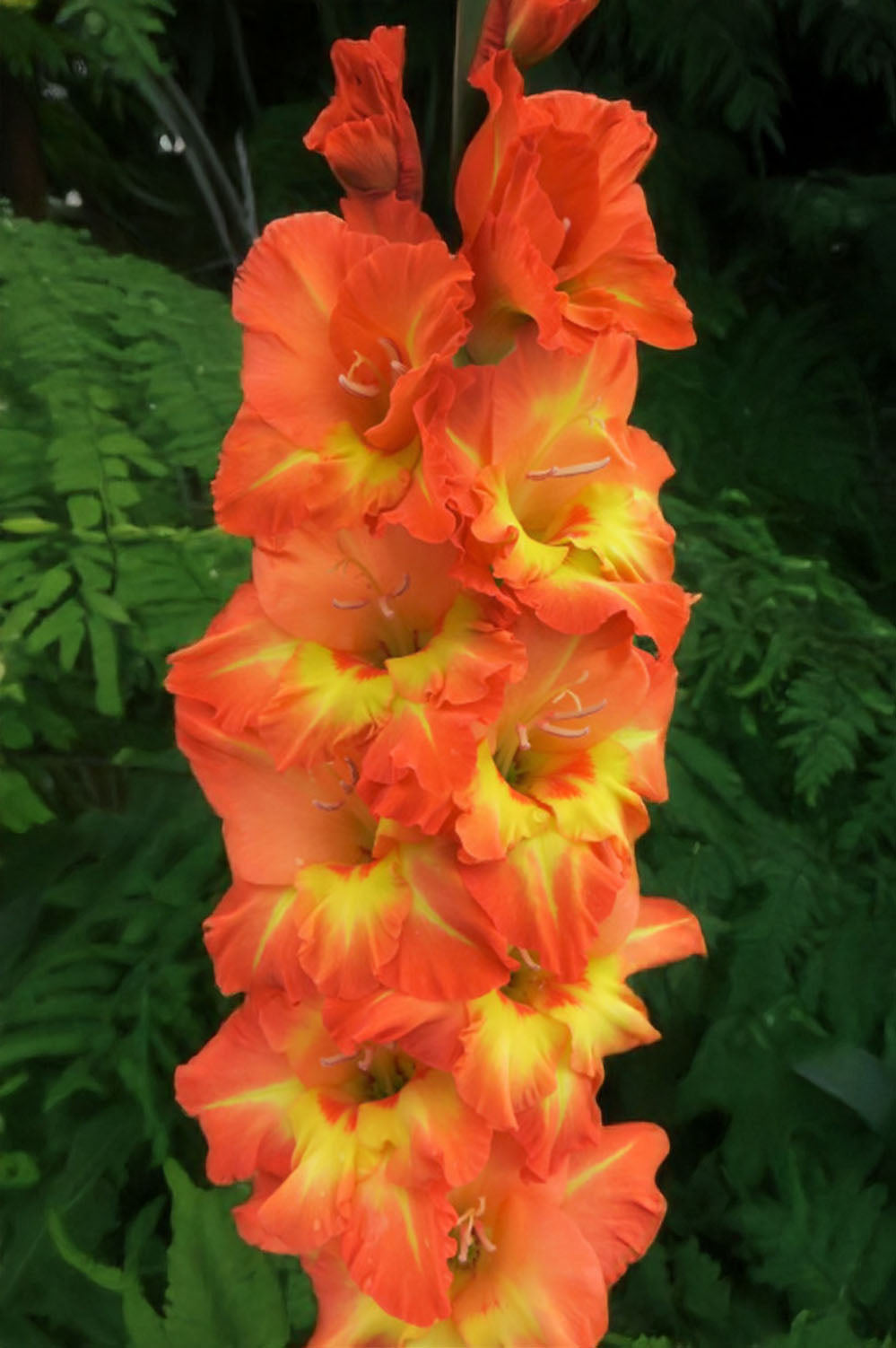Gladiolus Botswana