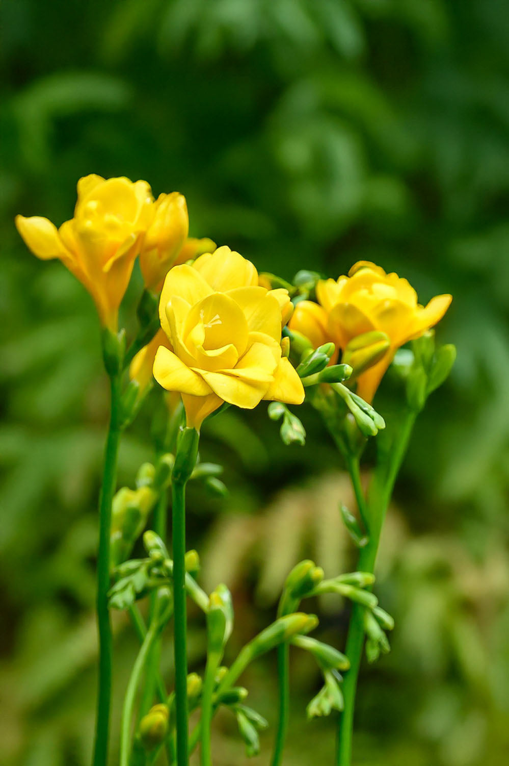 Freesia Double Yellow
