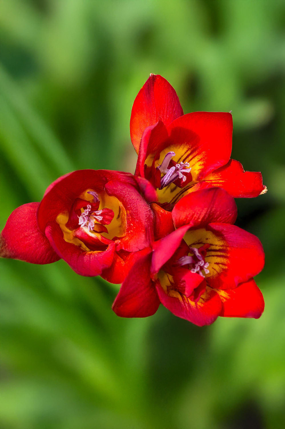 Freesia Double Red