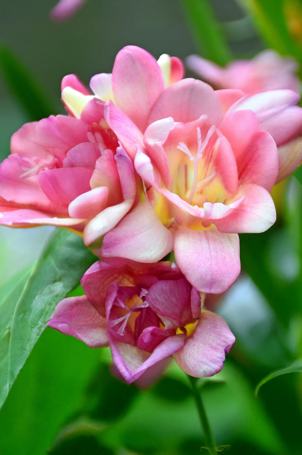 Freesia Double Pink