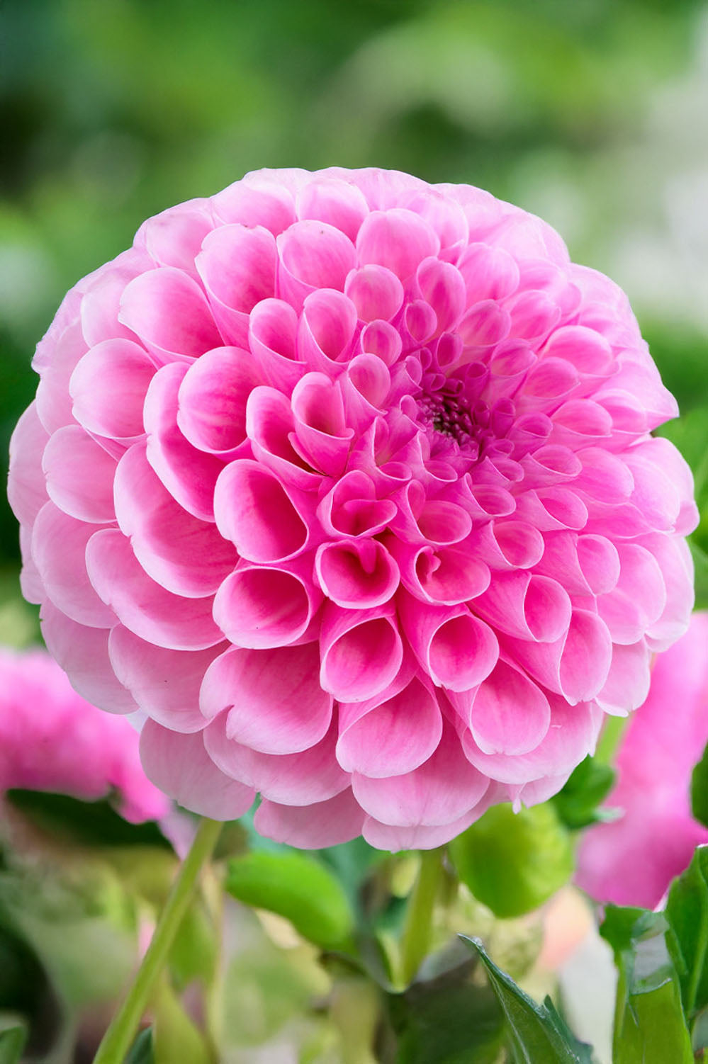 Dahlia Pompon Stolze Von Berlin