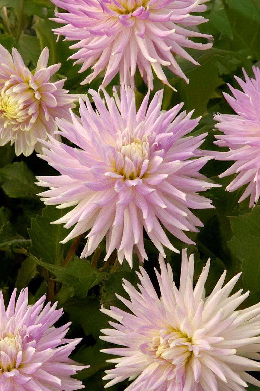 Dahlia Kiev