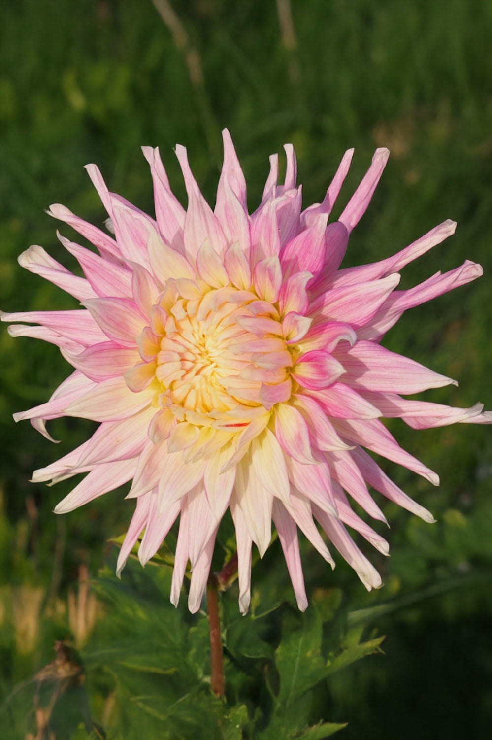 Dahlia Kiev