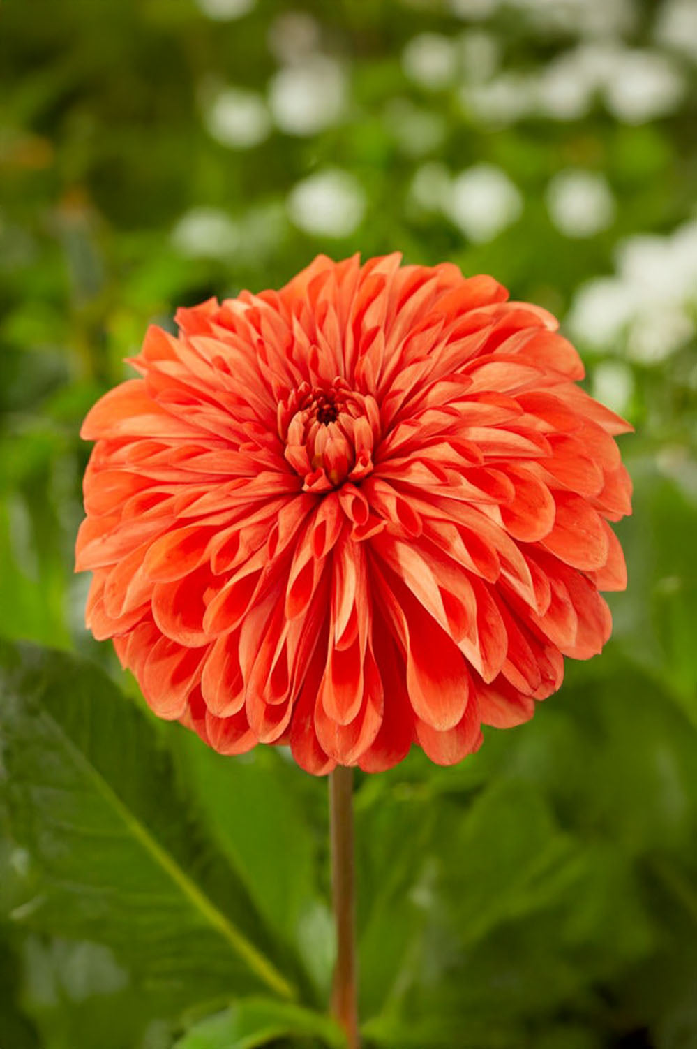 Dahlia Happy Halloween (1 Bulb)
