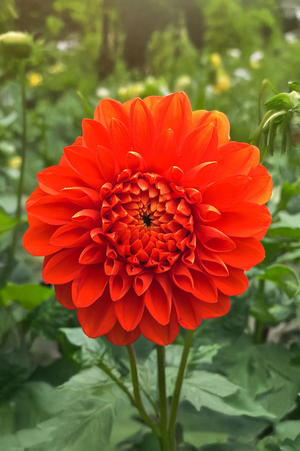 Dahlia Happy Halloween (1 Bulb)