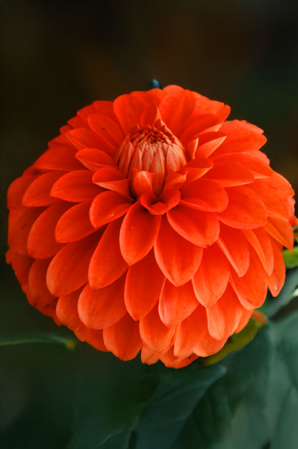 Dahlia Happy Halloween (1 Bulb)