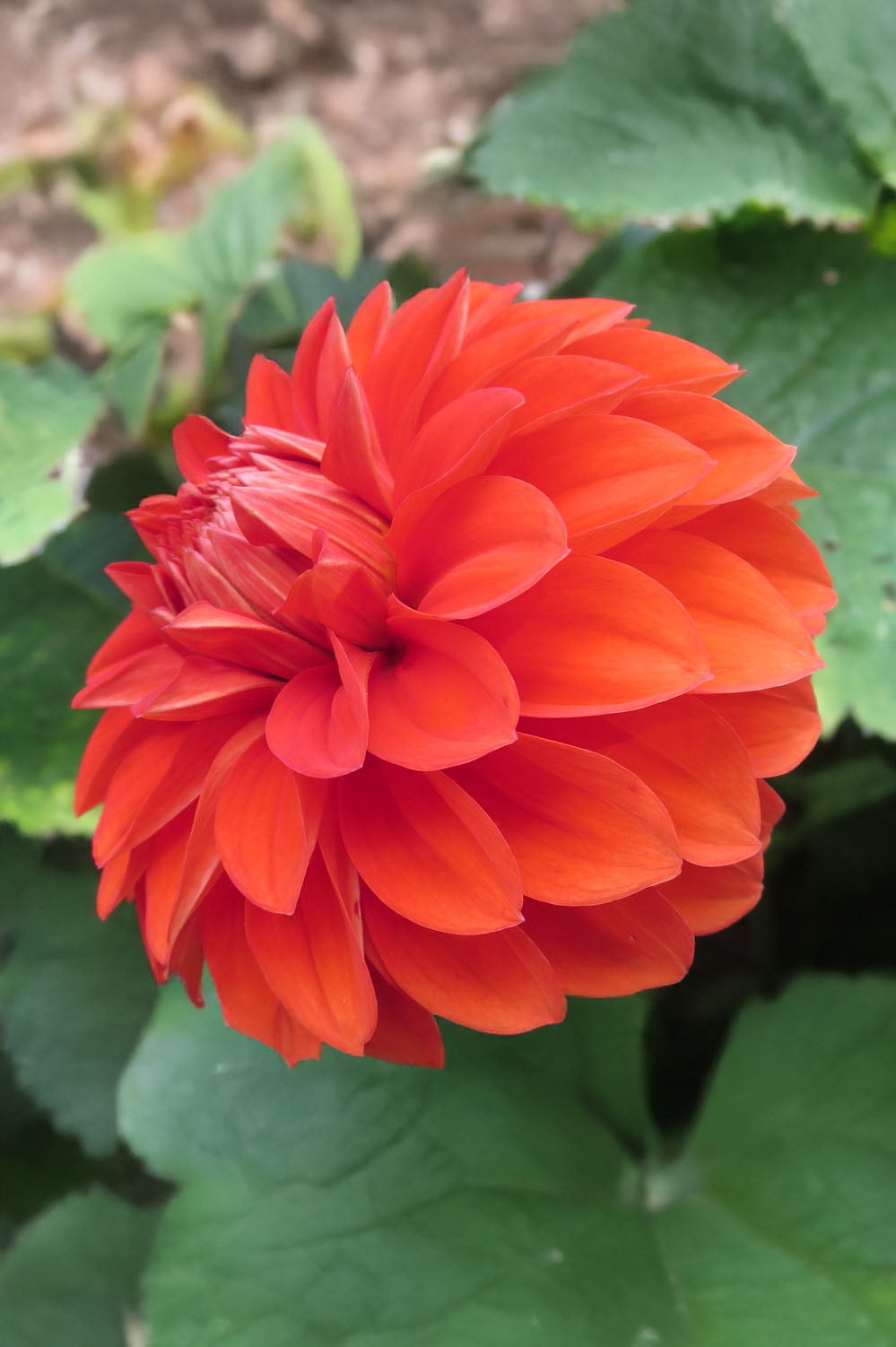 Dahlia Happy Halloween (1 Bulb)