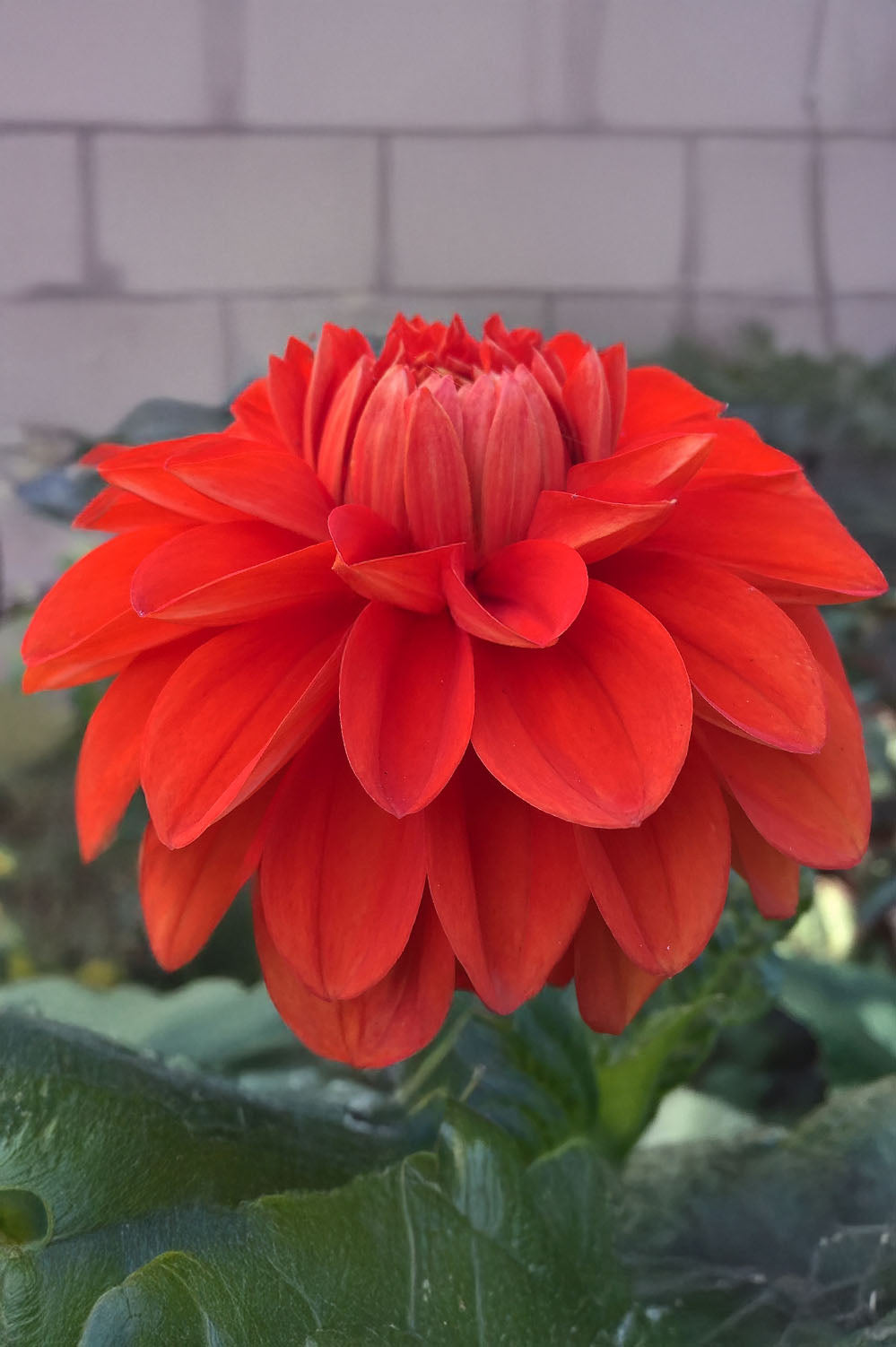 Dahlia Happy Halloween (1 Bulb)