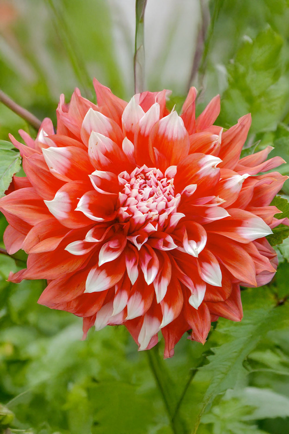 Dahlia Dinnerplate Holland Festival (1 Bulb)