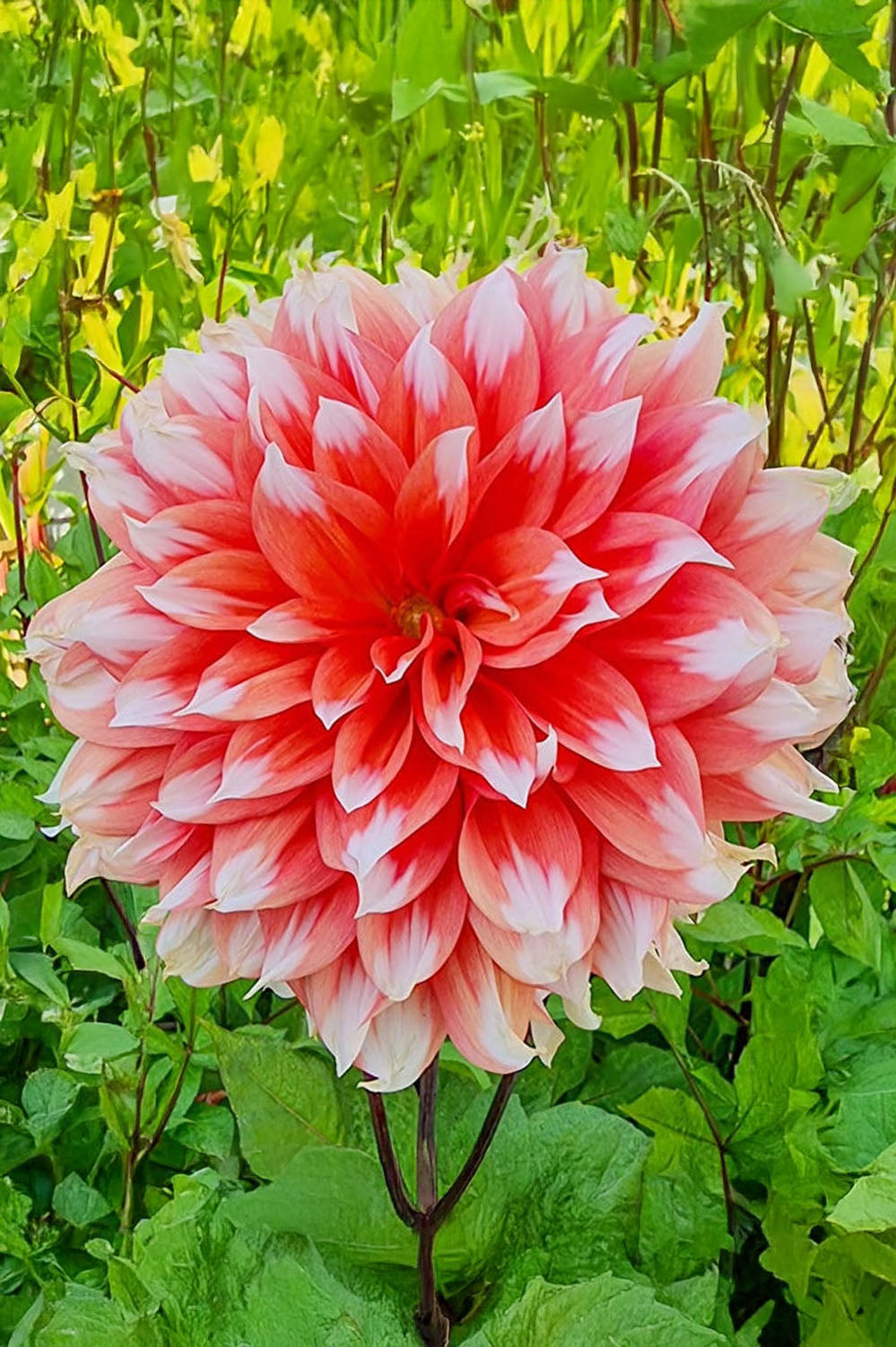 Dahlia Dinnerplate Holland Festival (1 Bulb)