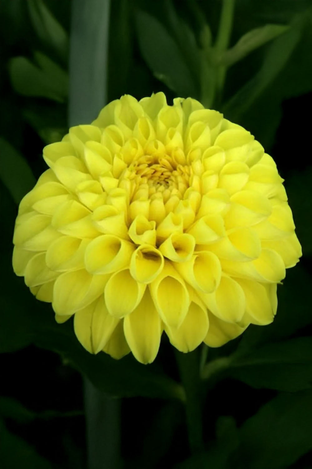 Dahlia Deepest Yellow