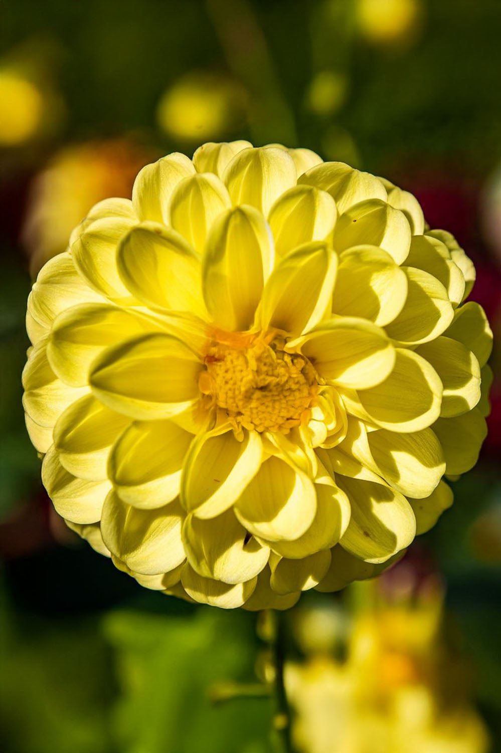 Dahlia Deepest Yellow