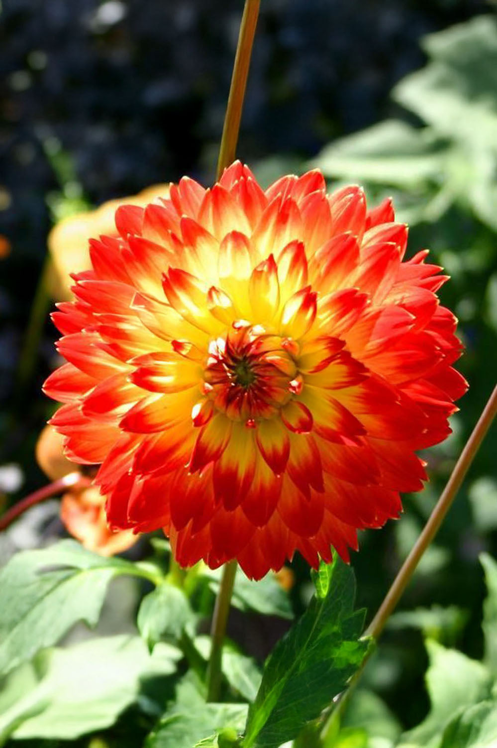 Dahlia Decorative Procyon