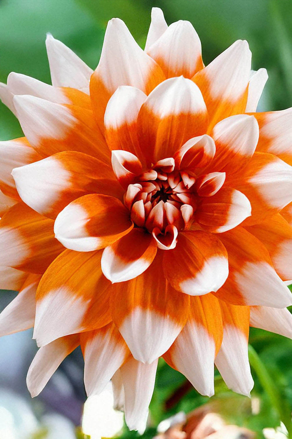 Dahlia Decorative Orange Duet
