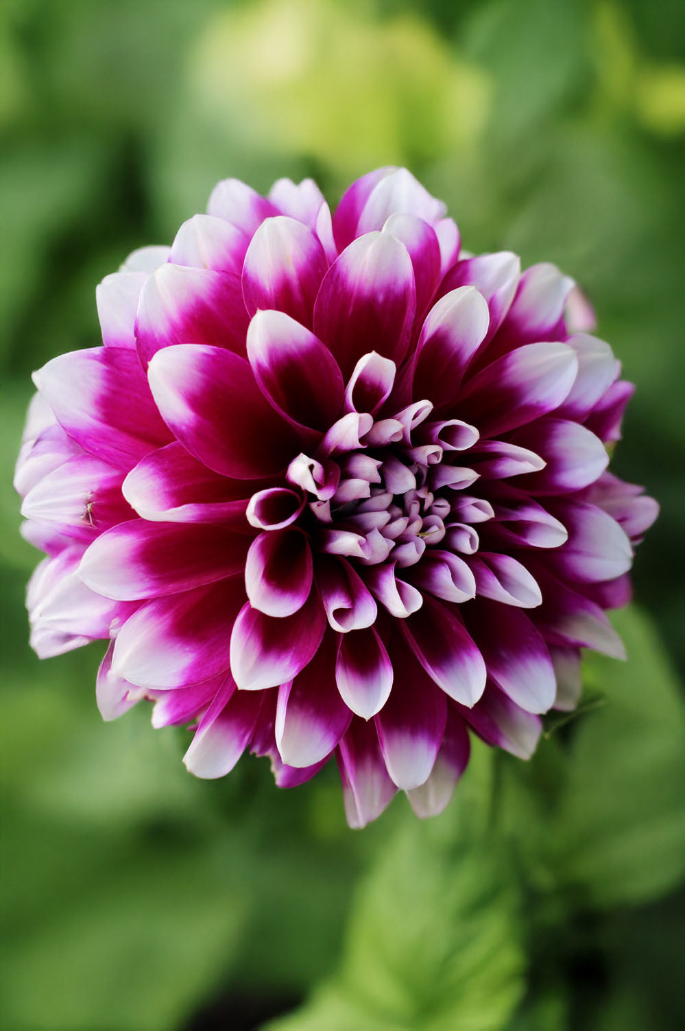 Dahlia Decorative Edinburgh