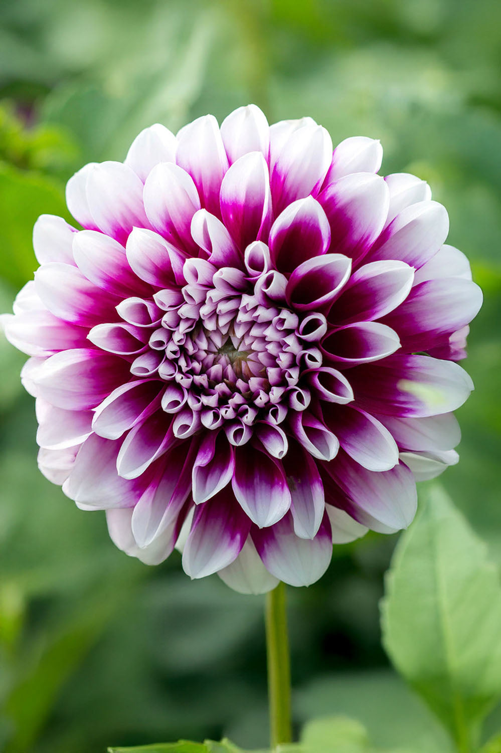Dahlia Decorative Edinburgh