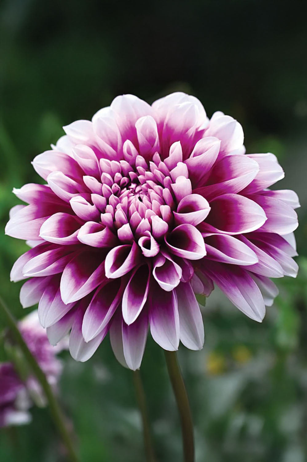 Dahlia Decorative Edinburgh (1 Bulb)