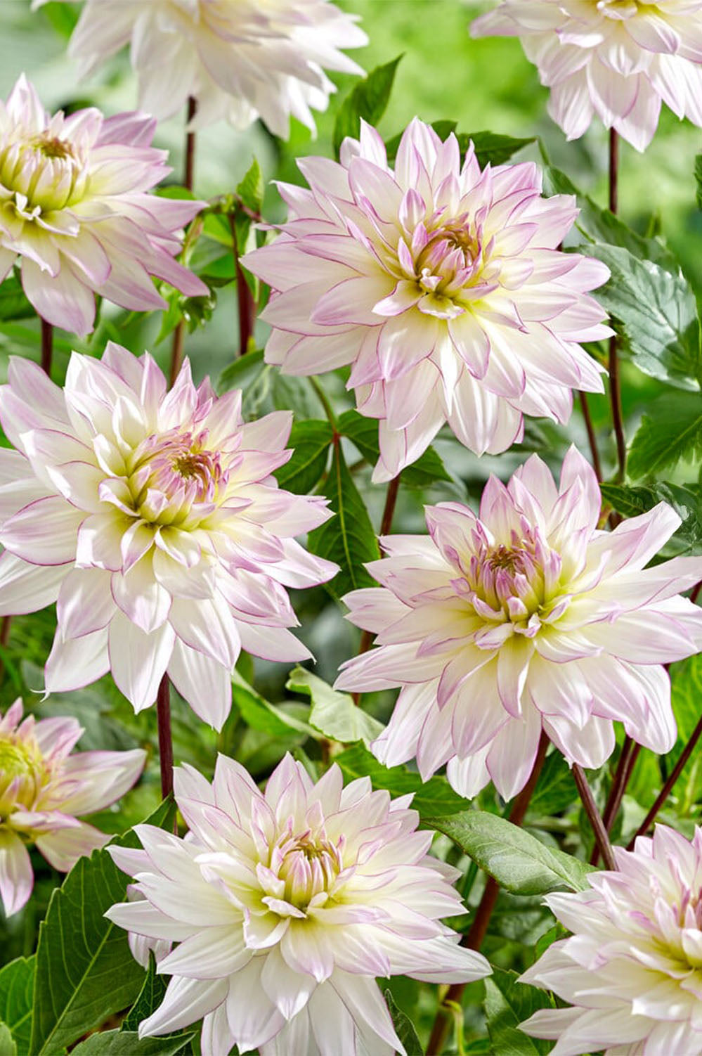 Dahlia Decorative Crazy Love