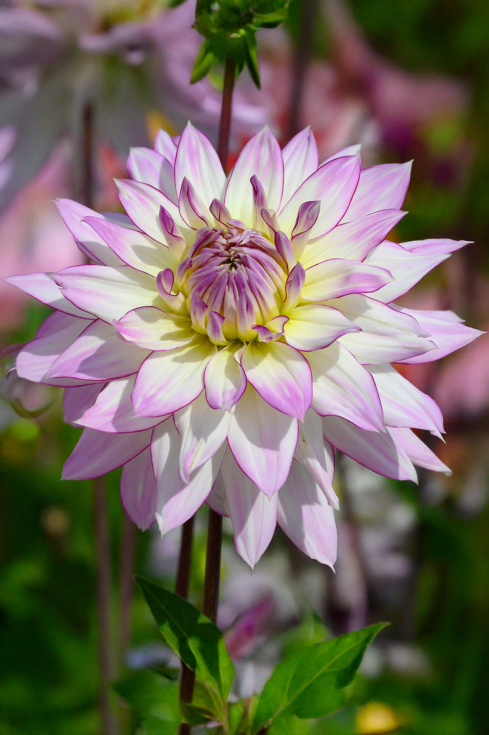 Dahlia Decorative Crazy Love