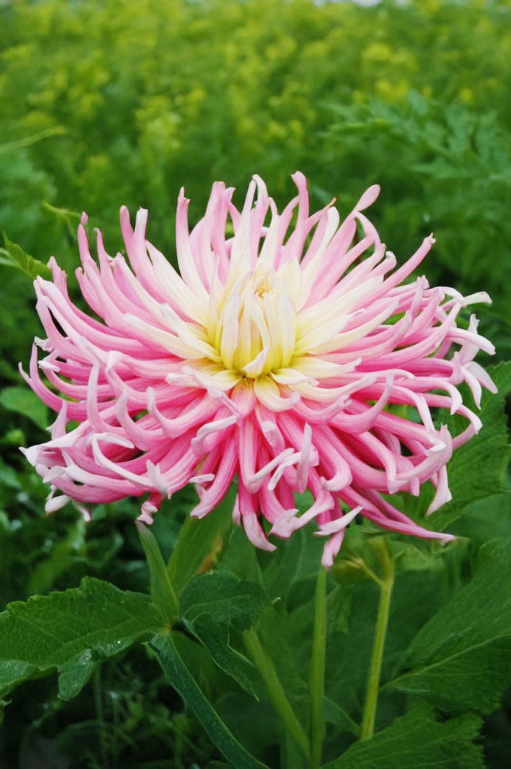 Dahlia Cactus Stars Favourite