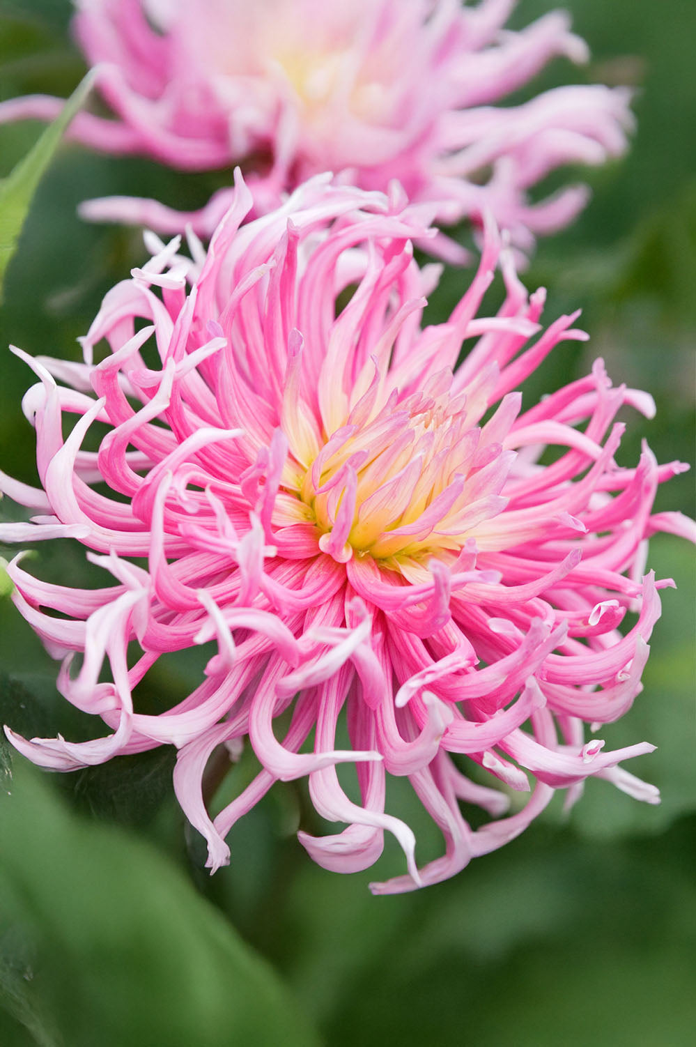 Dahlia Cactus Stars Favourite