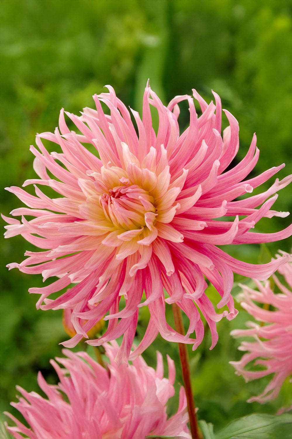 Dahlia Cactus Stars Favourite (1 Bulb)