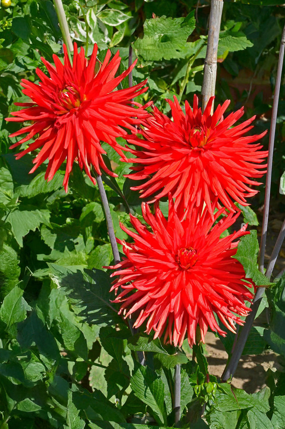 Dahlia Cactus Bergers Record (1 Bulb)