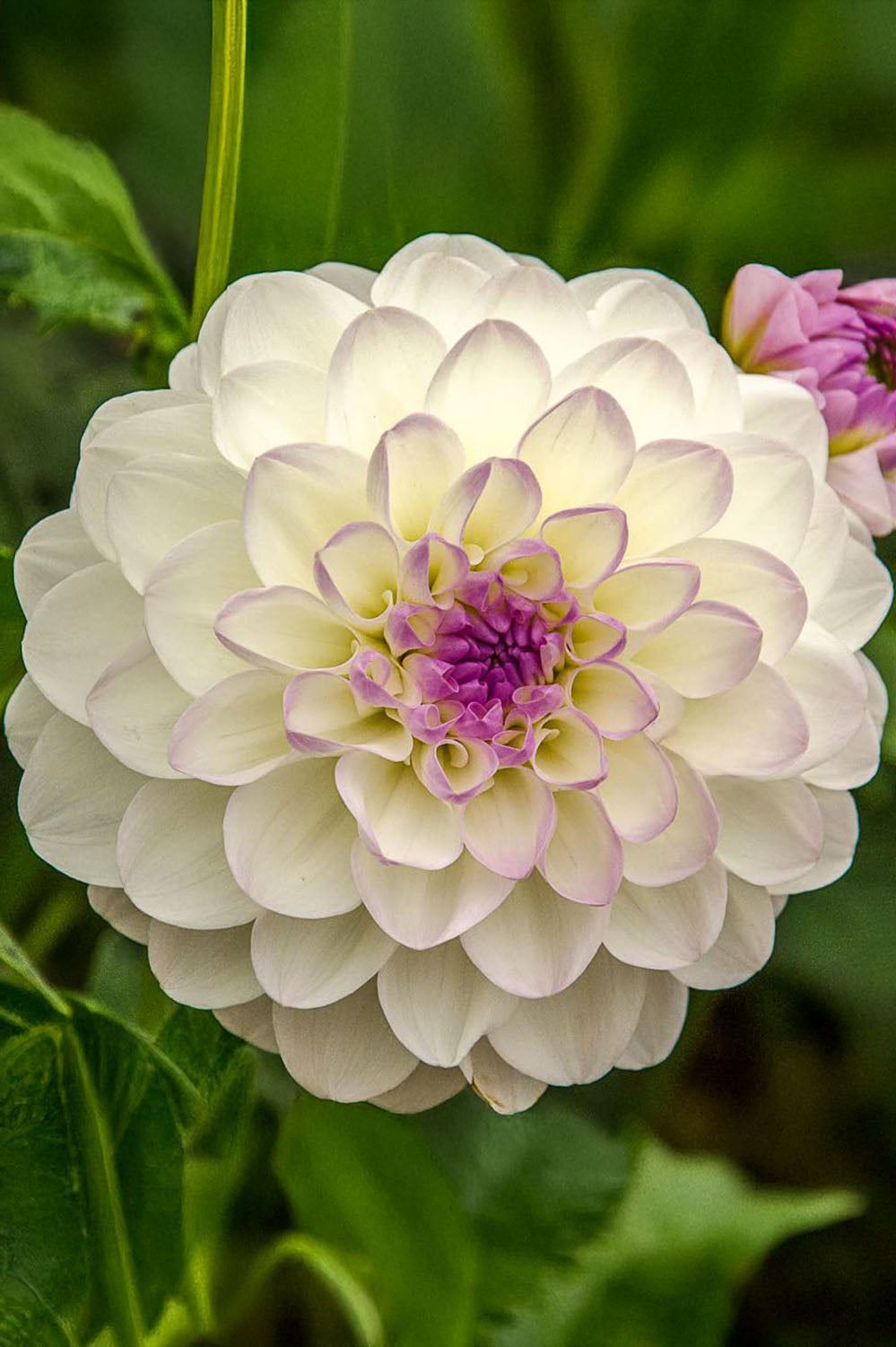 Dahlia Ball Eveline
