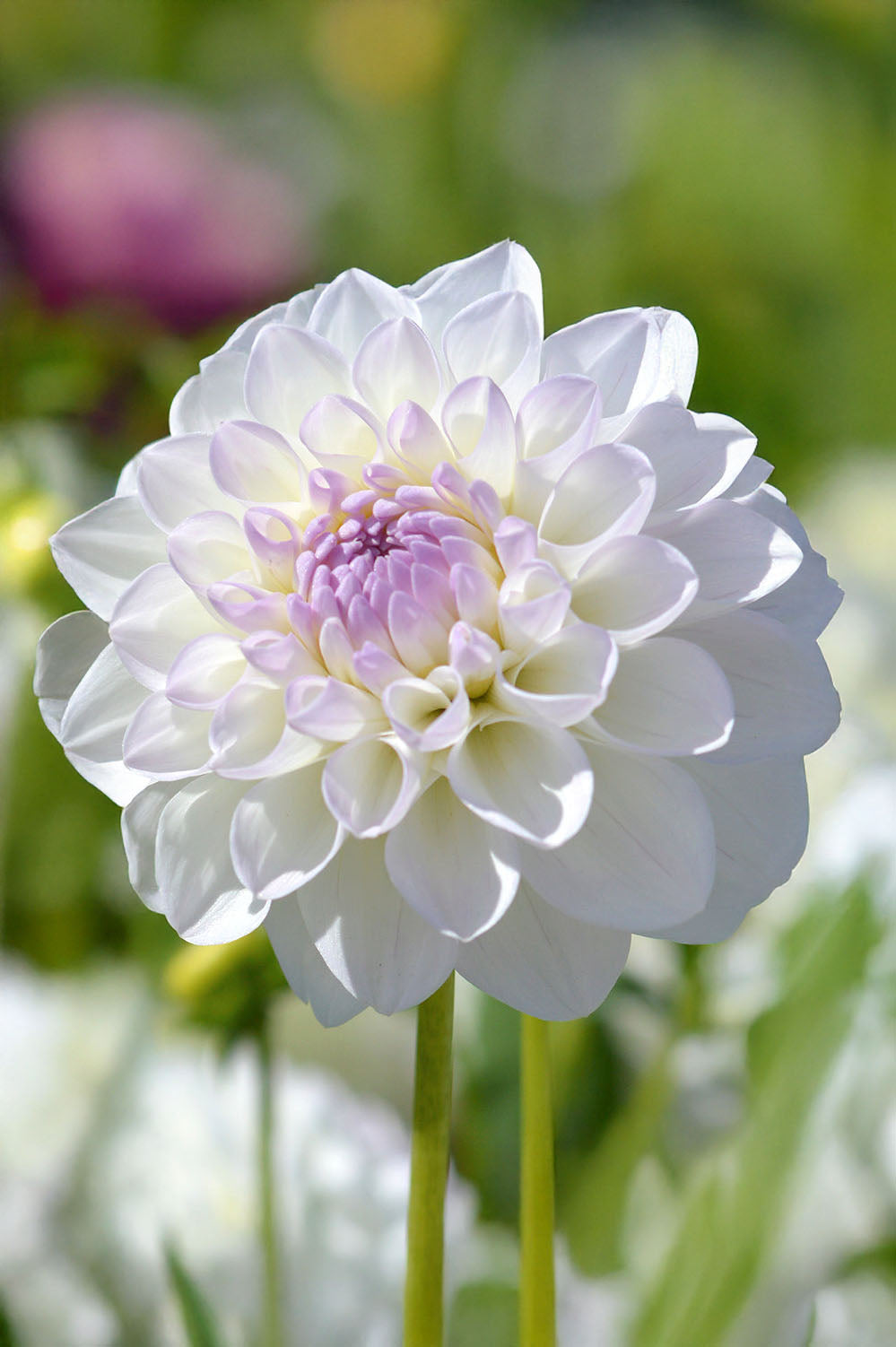 Dahlia Ball Eveline