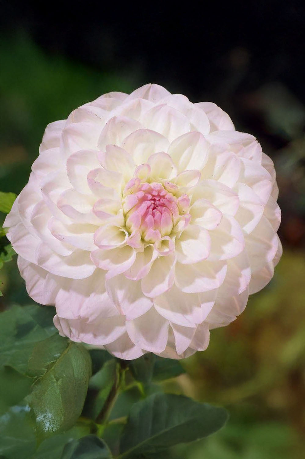 Dahlia Ball Eveline (1 Bulb)