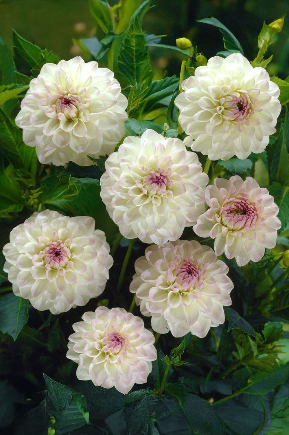 Dahlia Ball Eveline (1 Bulb)