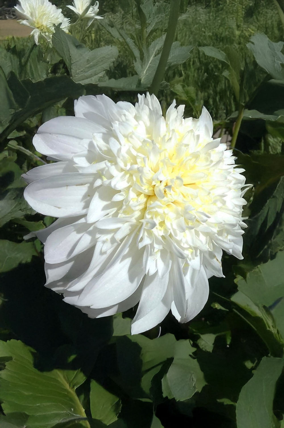 Dahlia Anemone-Flowered Zahra
