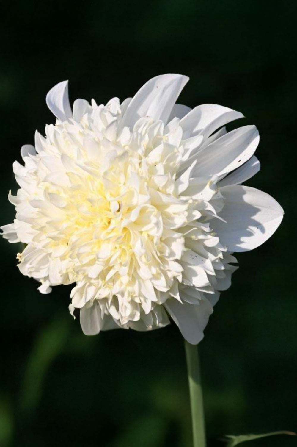 Dahlia Anemone-Flowered Zahra