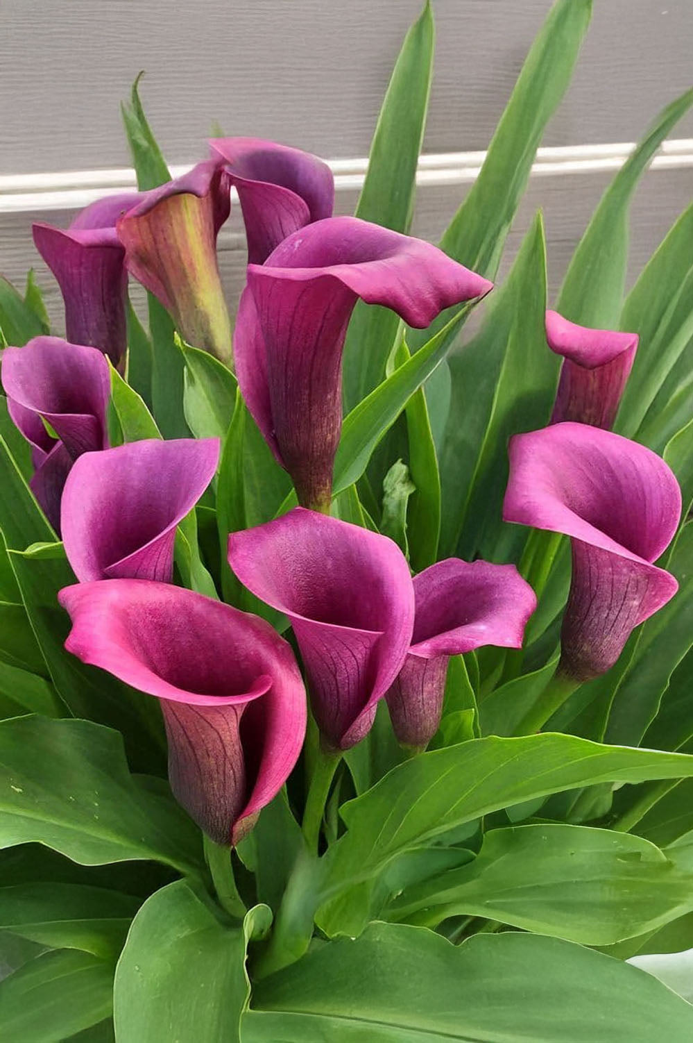 Calla Grape Velvet