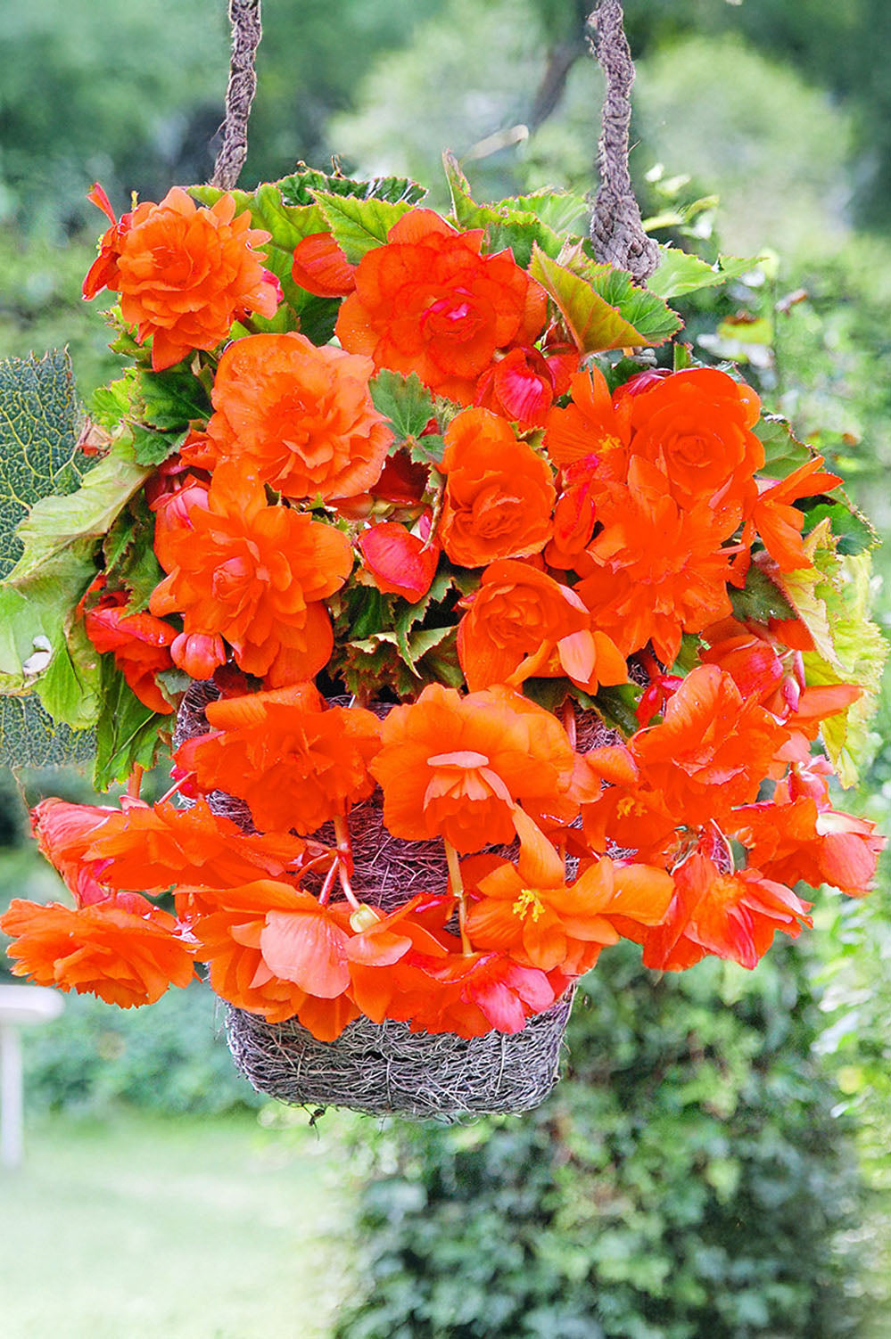 Begonia Pendula Orange