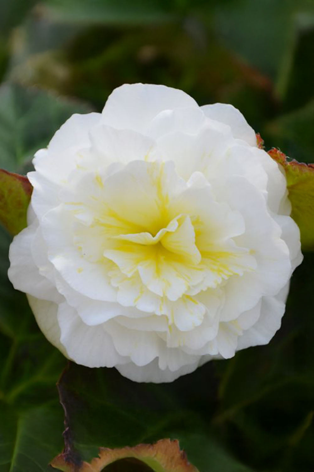 Begonia Non Stop White