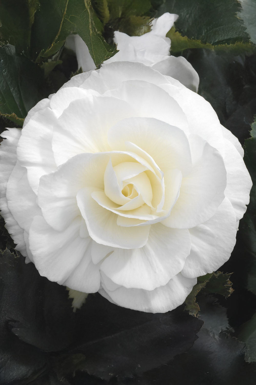 Begonia Non Stop White
