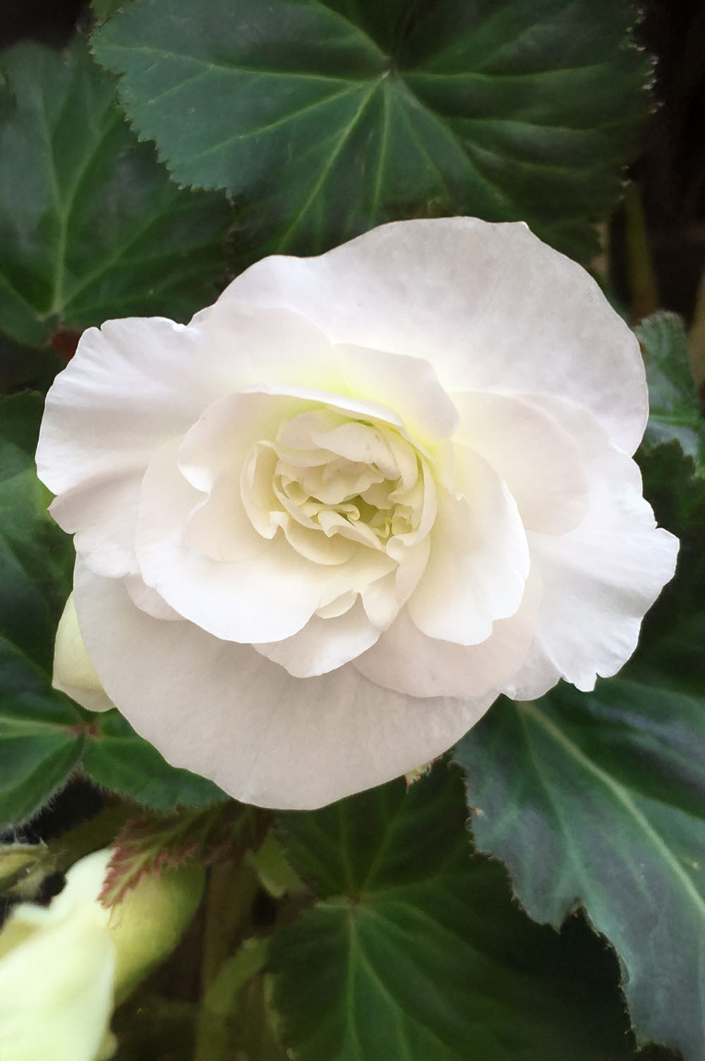 Begonia Non Stop White