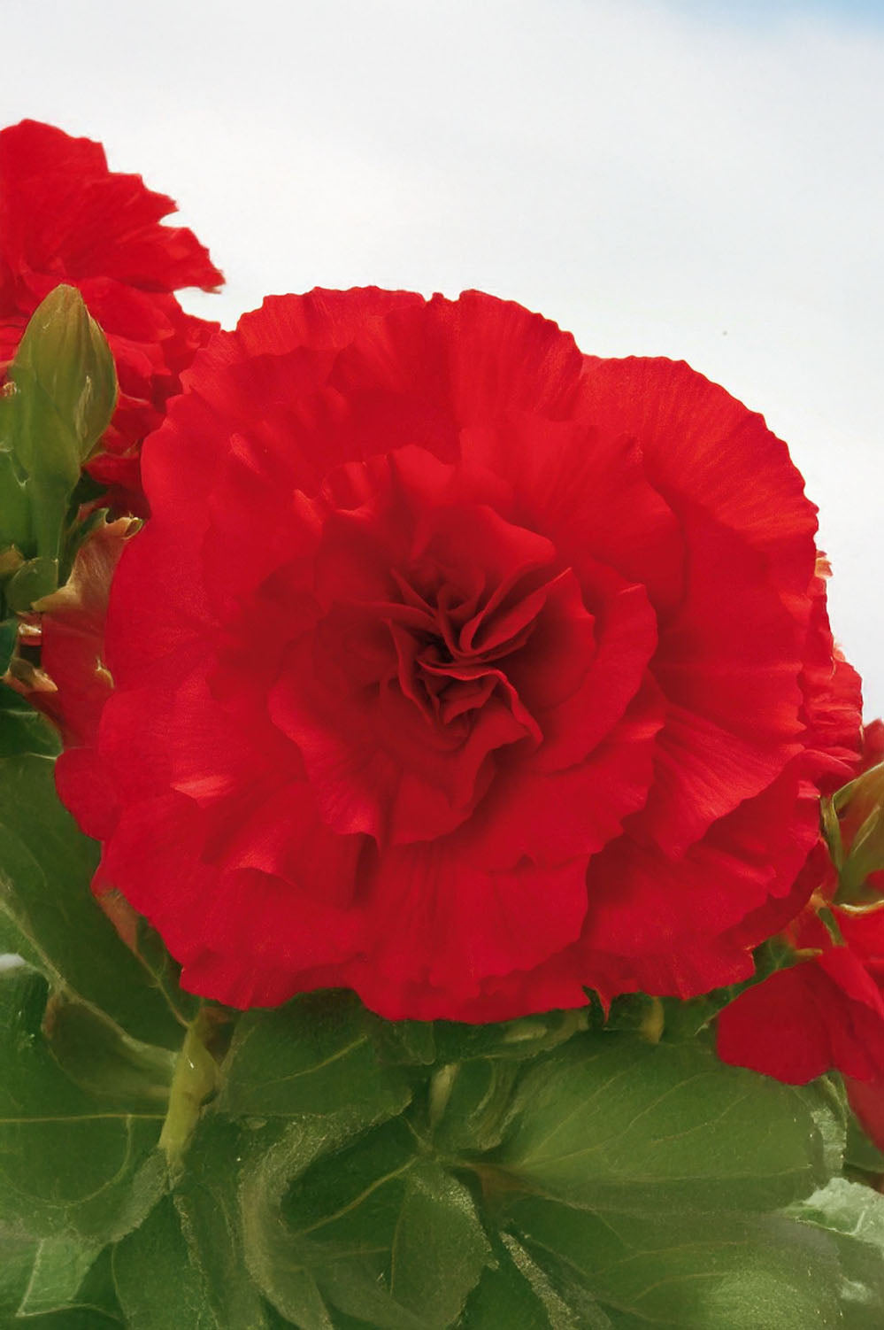 Begonia Non Stop Red