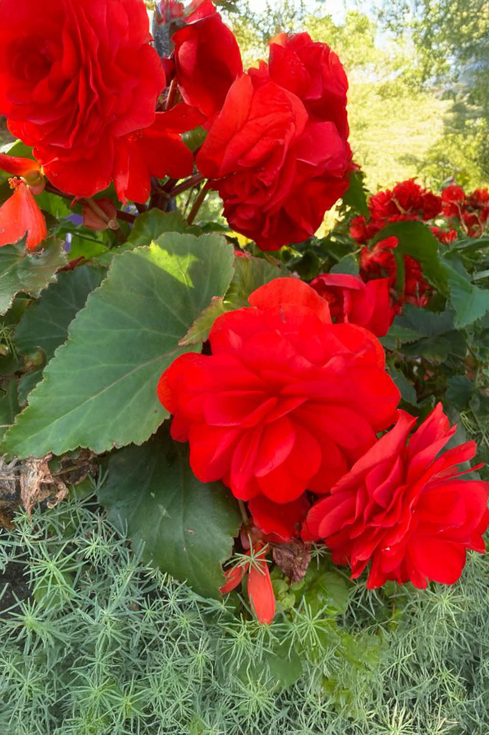 Begonia Non Stop Red