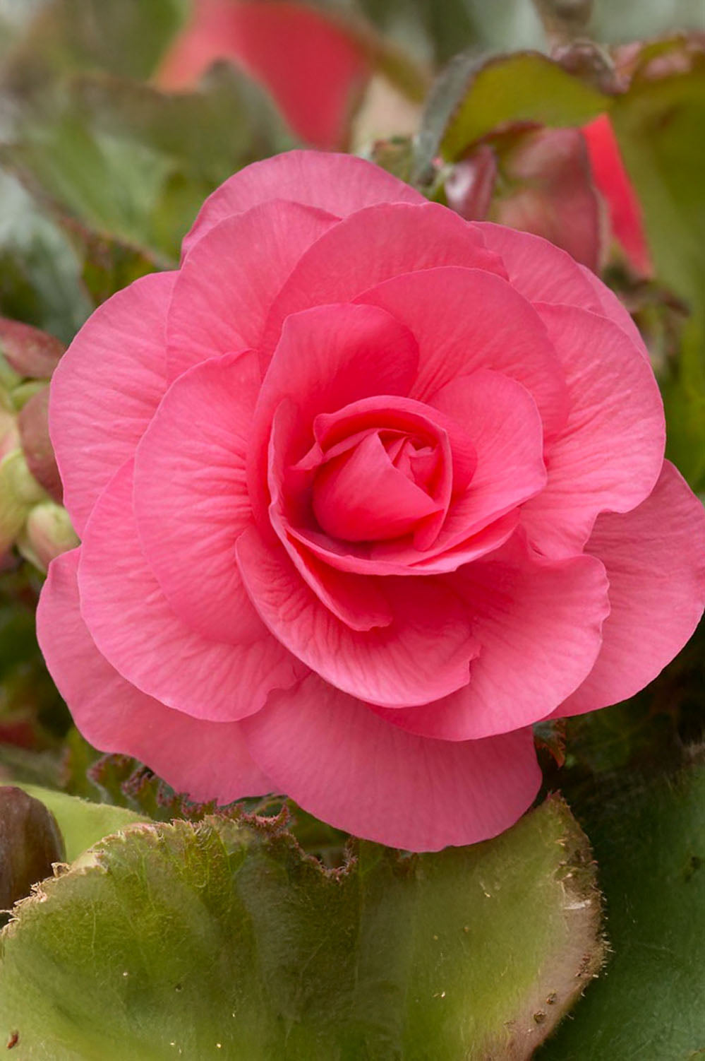 Begonia Non Stop Pink