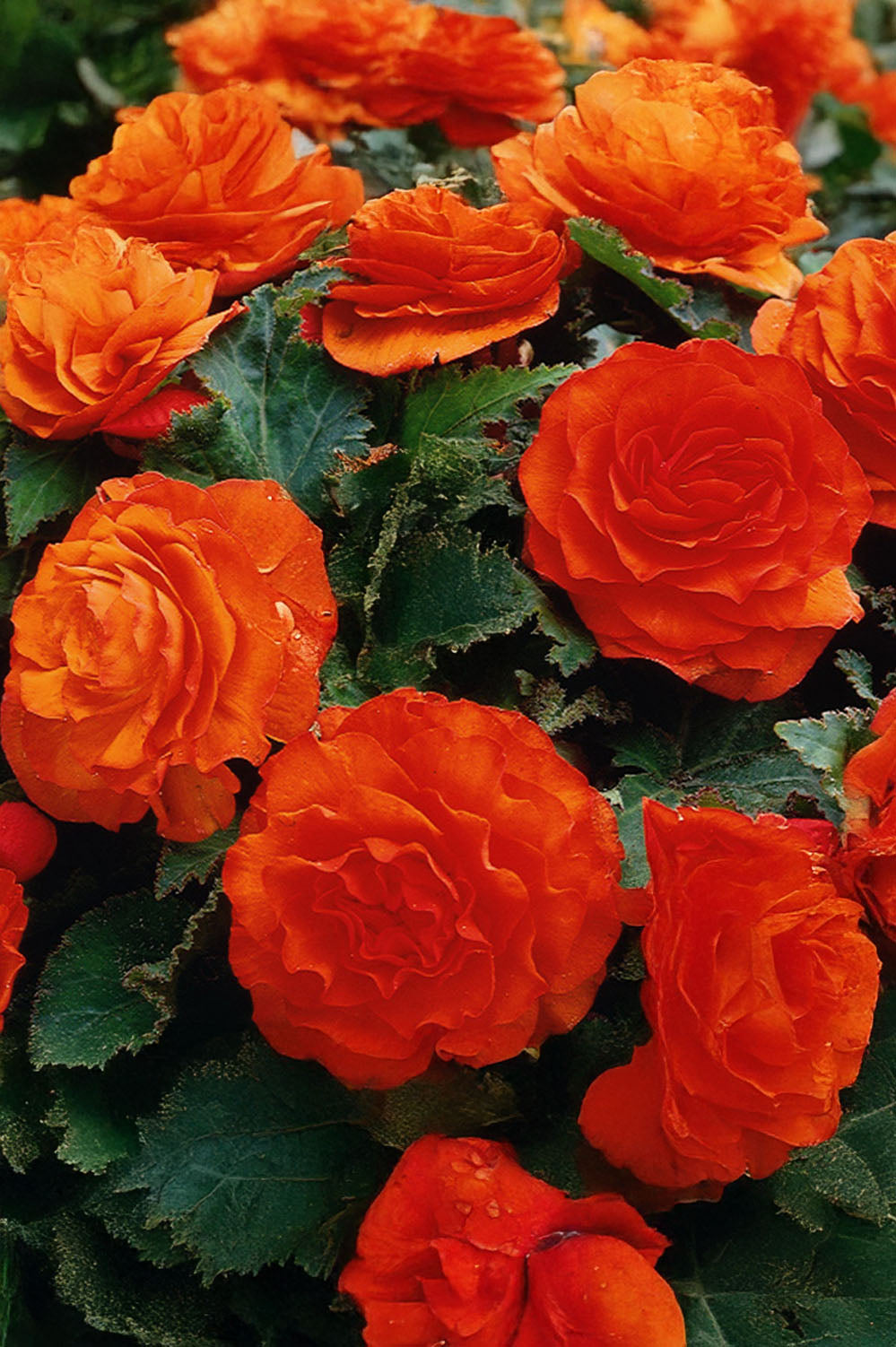 Begonia Non Stop Orange